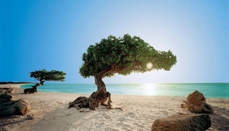 A divi-divi tree bent by the trade winds on an Aruban beach